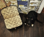 Suitcase chair with dog